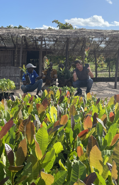 Cashew plants